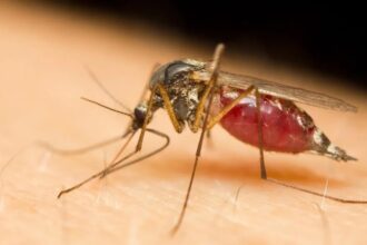 2 Billion Genetically Modified Mosquitos To Release In The US