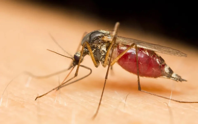 2 Billion Genetically Modified Mosquitos To Release In The US