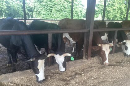 Inside Buhari's Cattle Farm By Femi Adesina